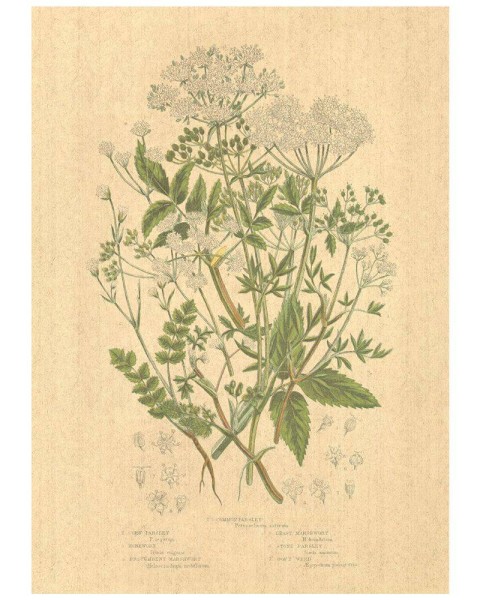 Flax Art Poster | Encyclopedia Wildflower A | FWP-AP-EN1A